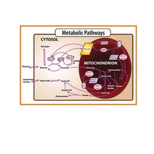 Metabolism Assays avatar