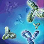 Exquisite ‘Made-to-Measure’ Phospho-Specific Polyclonal Antibodies 