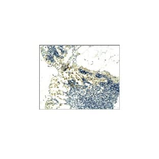 CD3 Antibody avatar